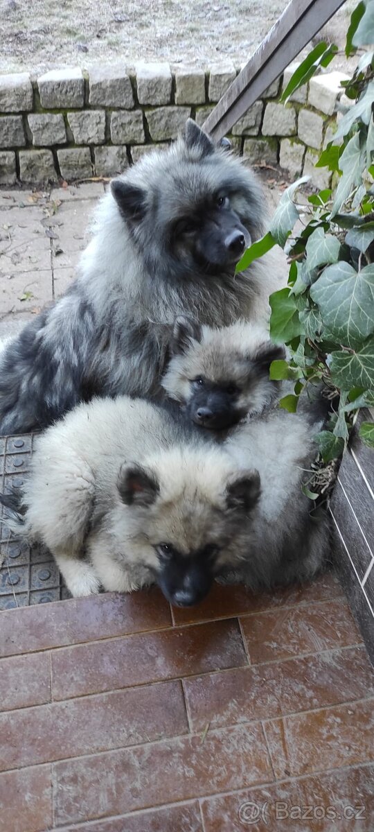 Německý vlčí špic (keeshond) - štěńátka s PP