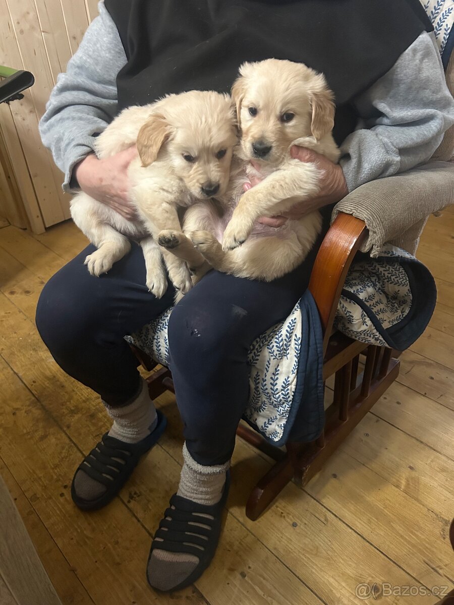 Zlatý retrívr bez PP