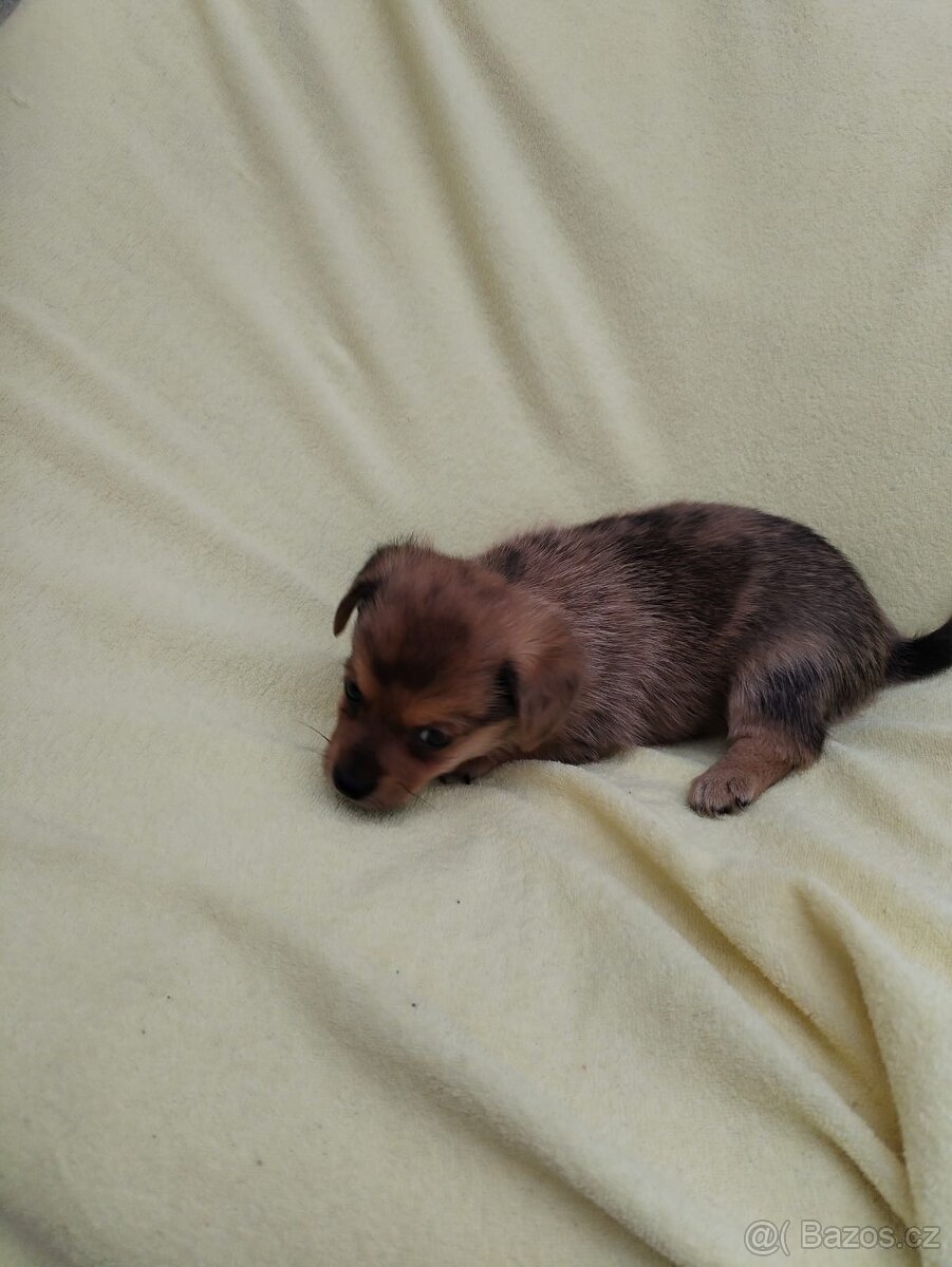 Jezevčík trpasličí