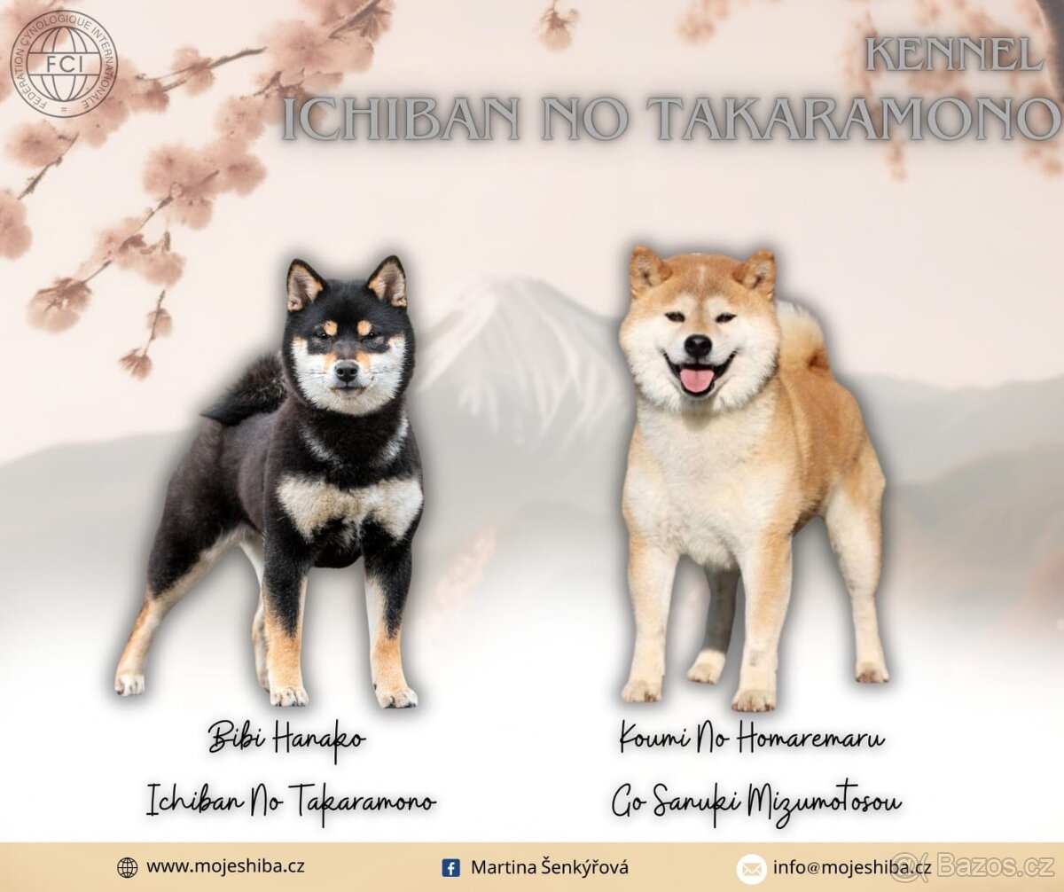 Shiba s PP