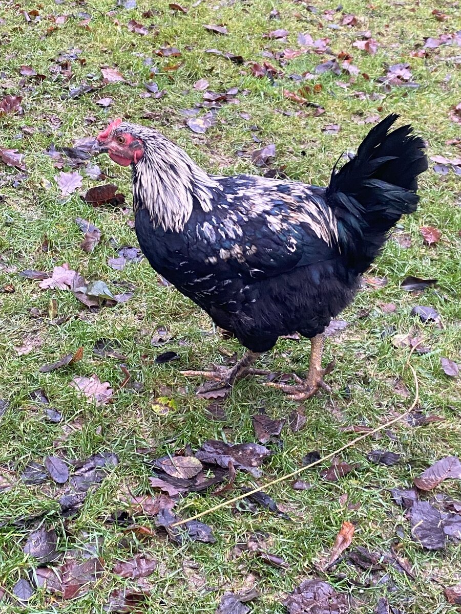 Slepičky Í s kohoutkem