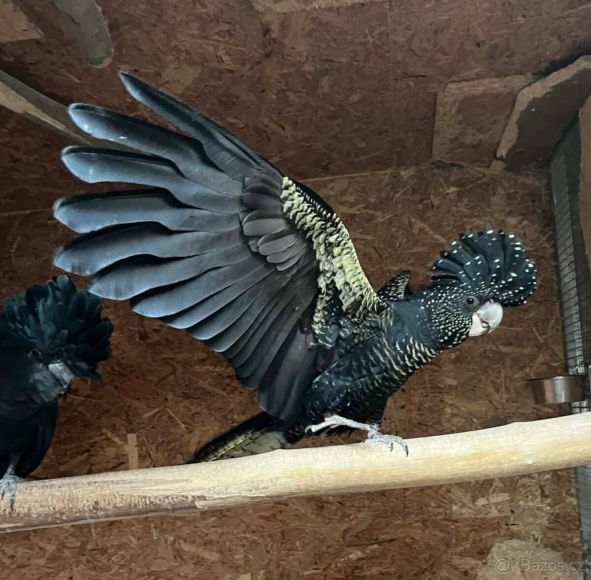 Kakadu Havraní Banksi Banksi