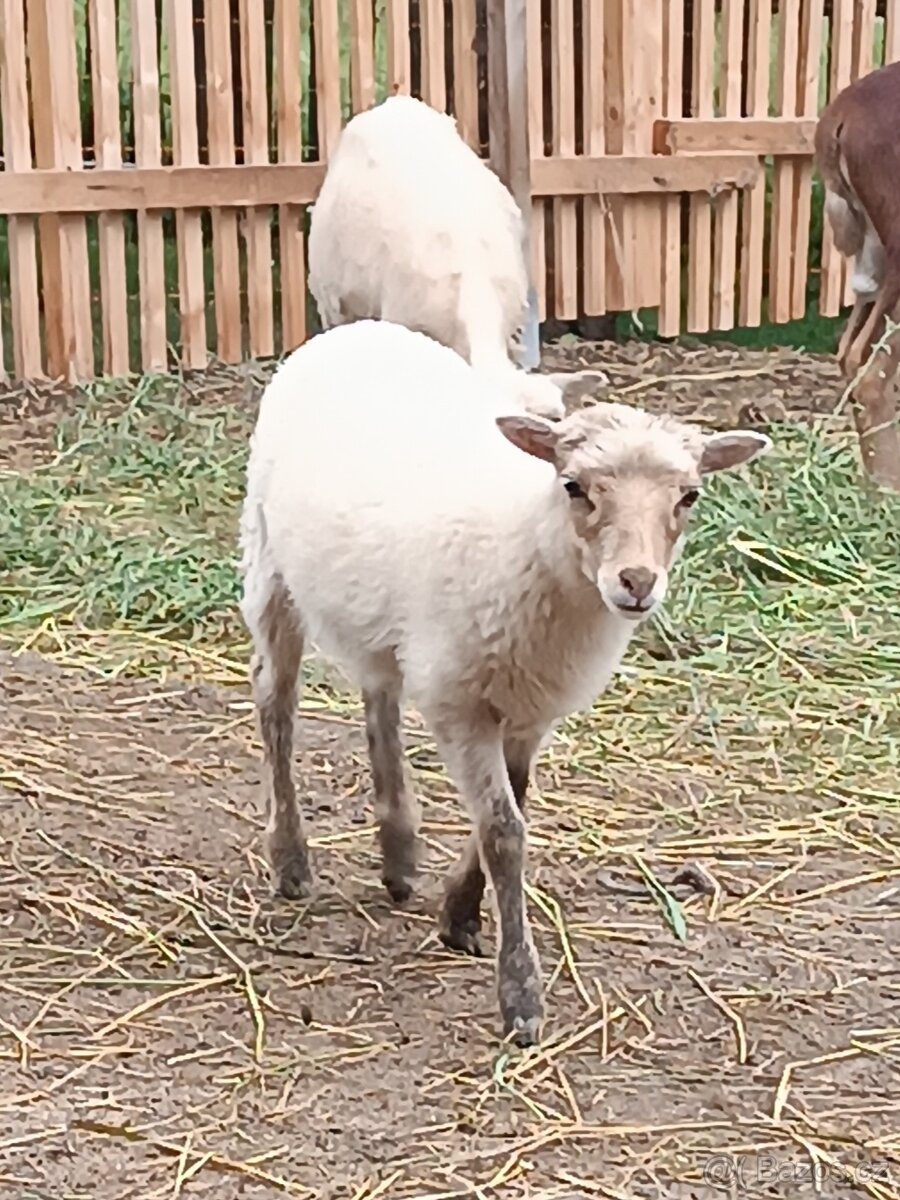 Ouessantská ovce
