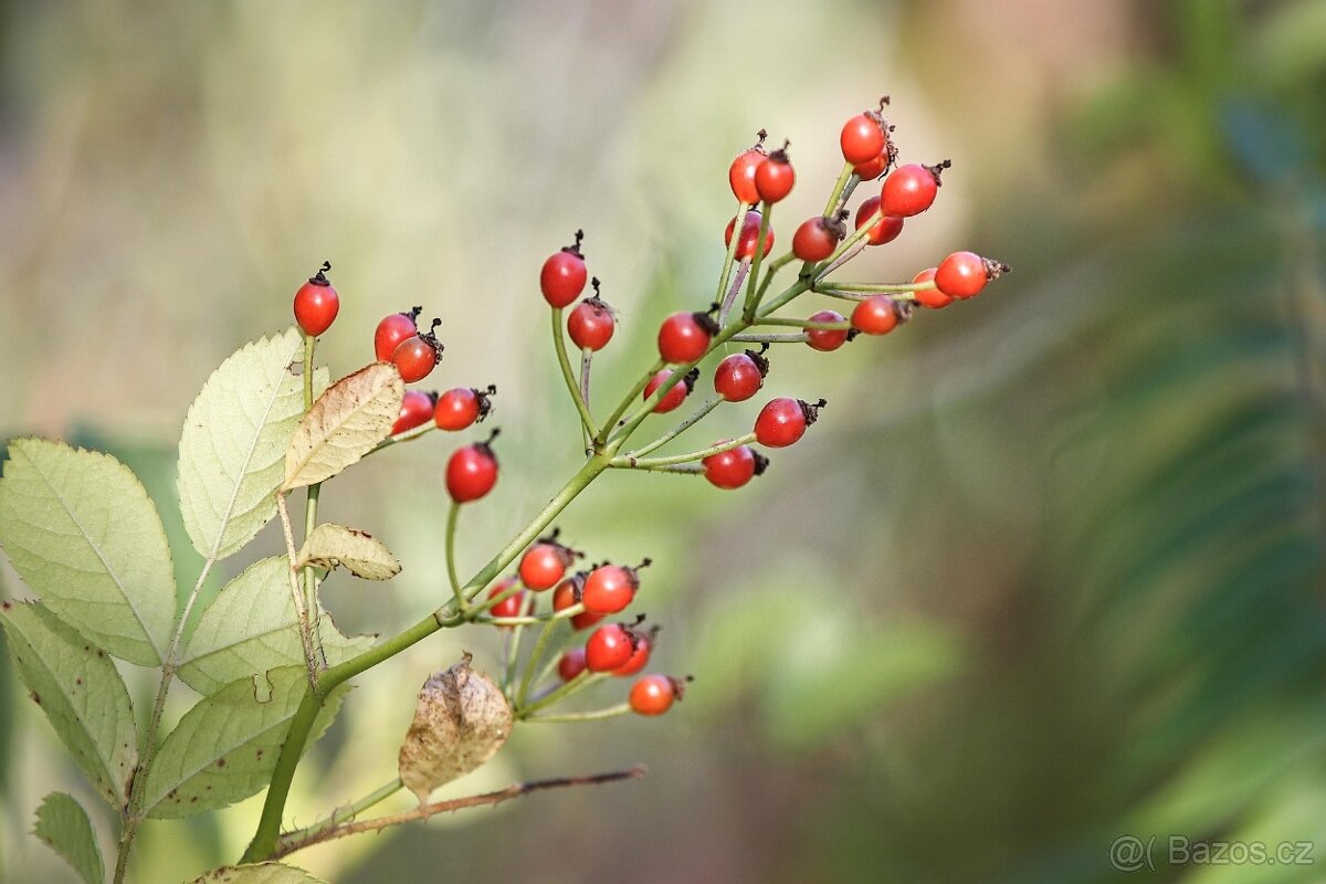 Rosa multiflora- růže drobnokveta