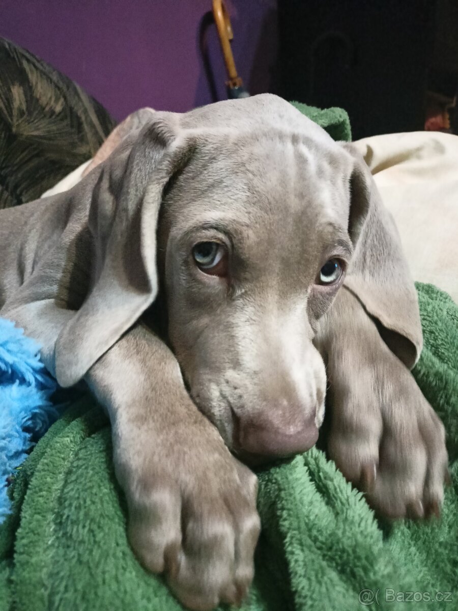 Výmarský ohař - fenka s PP