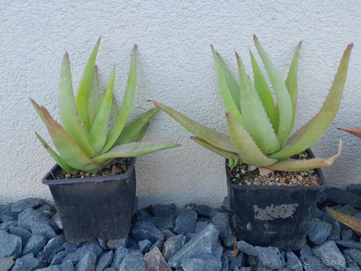 Aloe vera