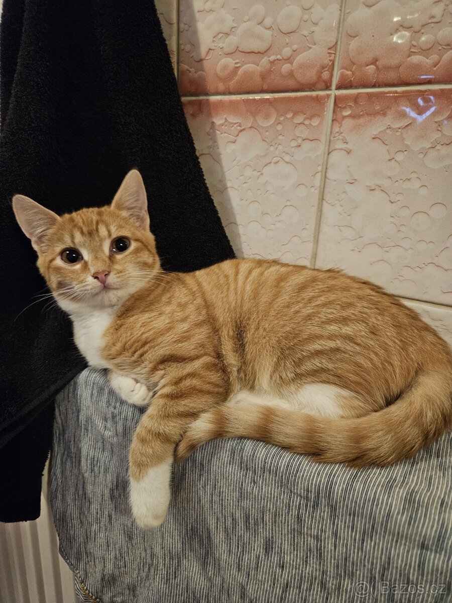 Daruji kočičku