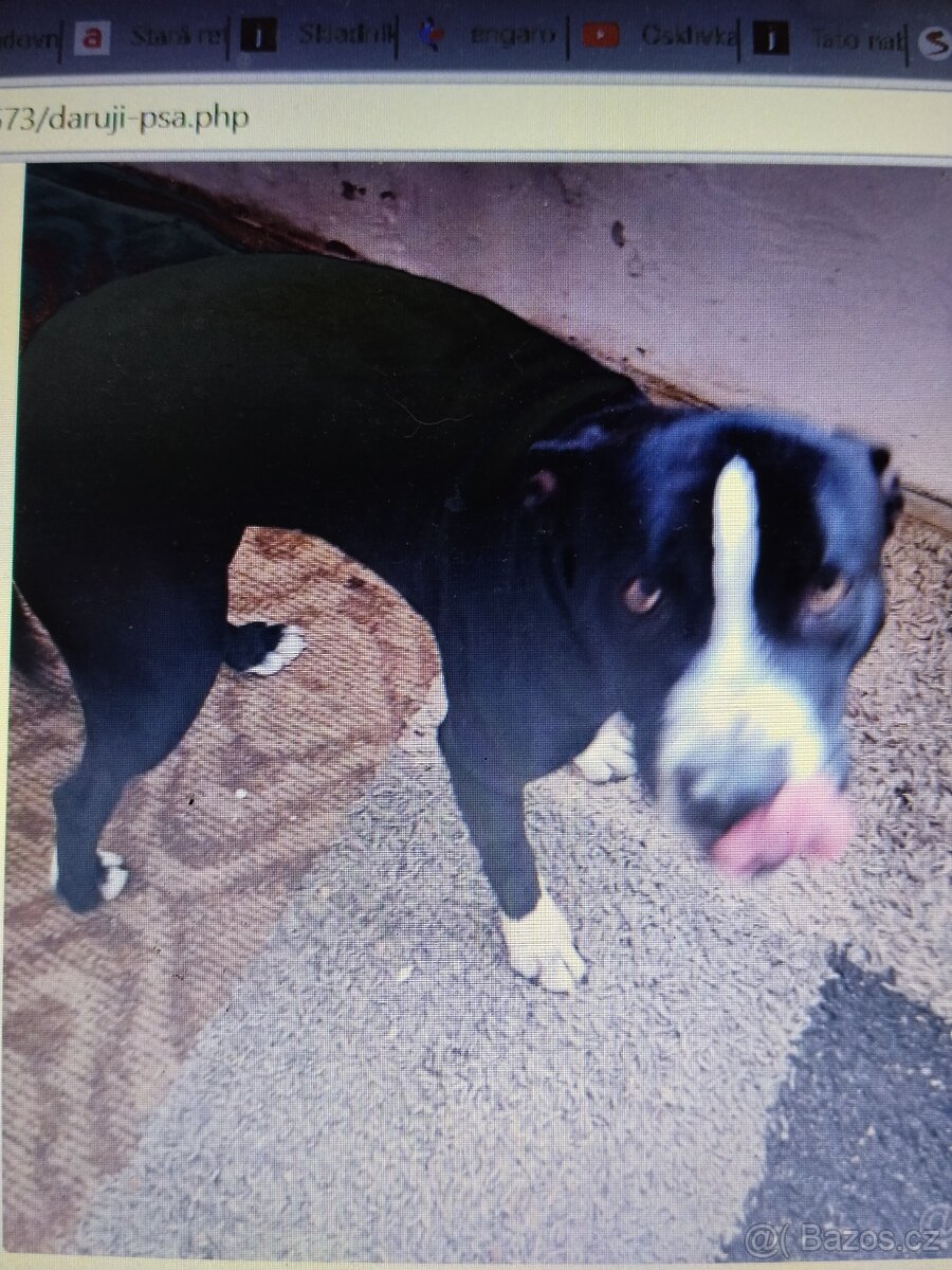 Pozor Pitbulové, kteří jsou útoční