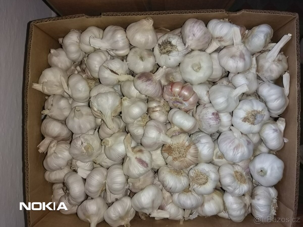 Český česnek - modrý paličák