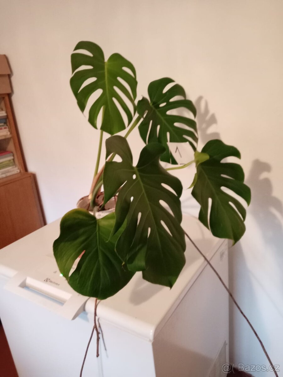 Monstera