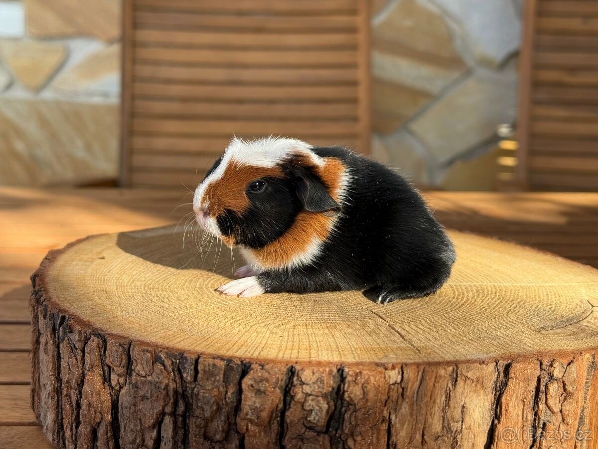 Morče, morčata s PP