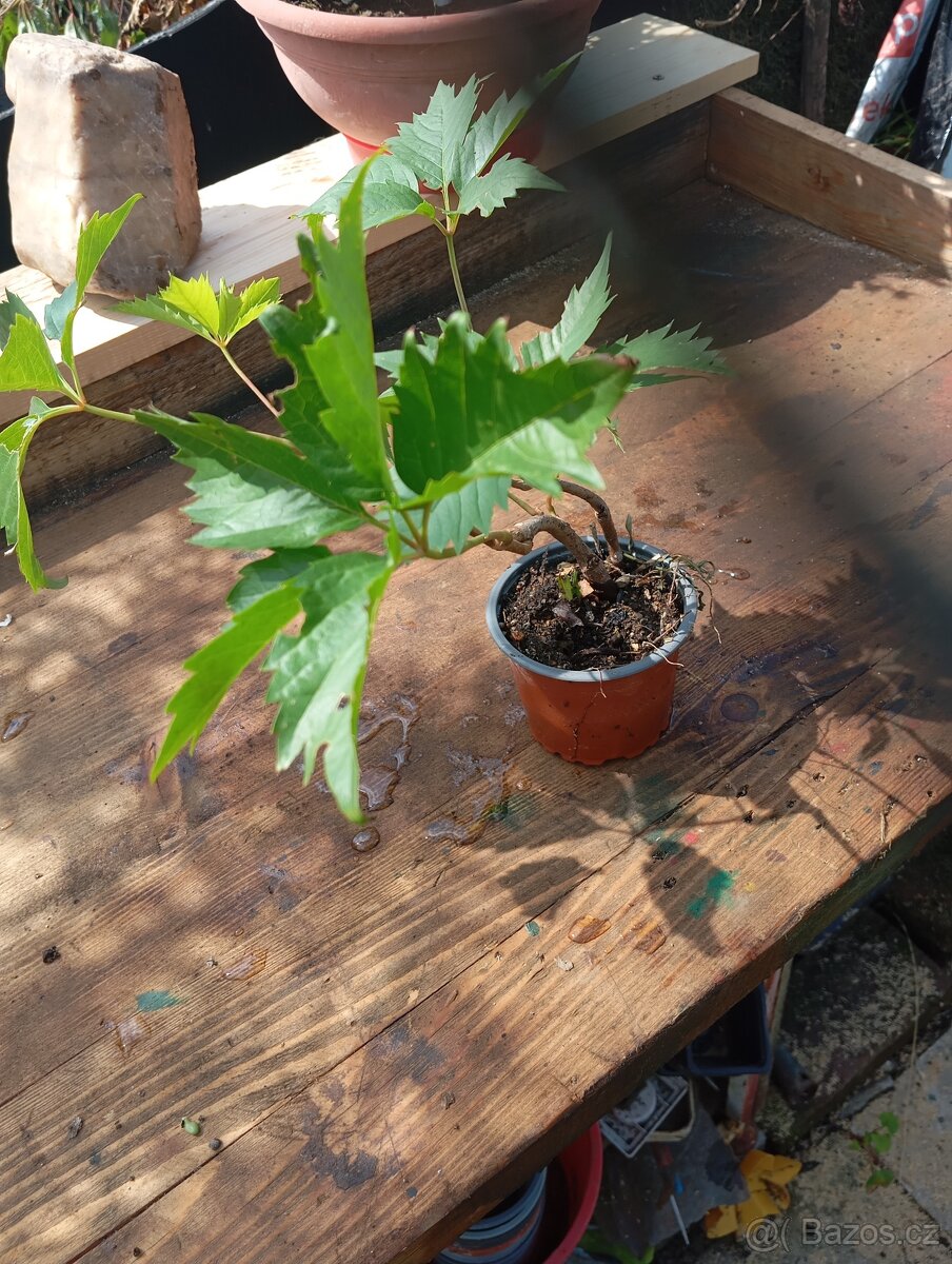 Prodám přebytky rostlin