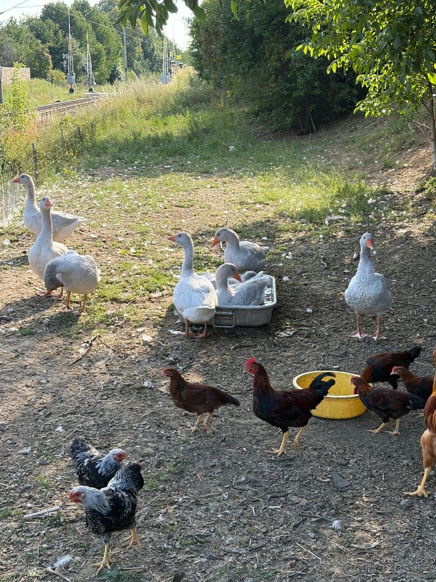 Husa francká modře divoká