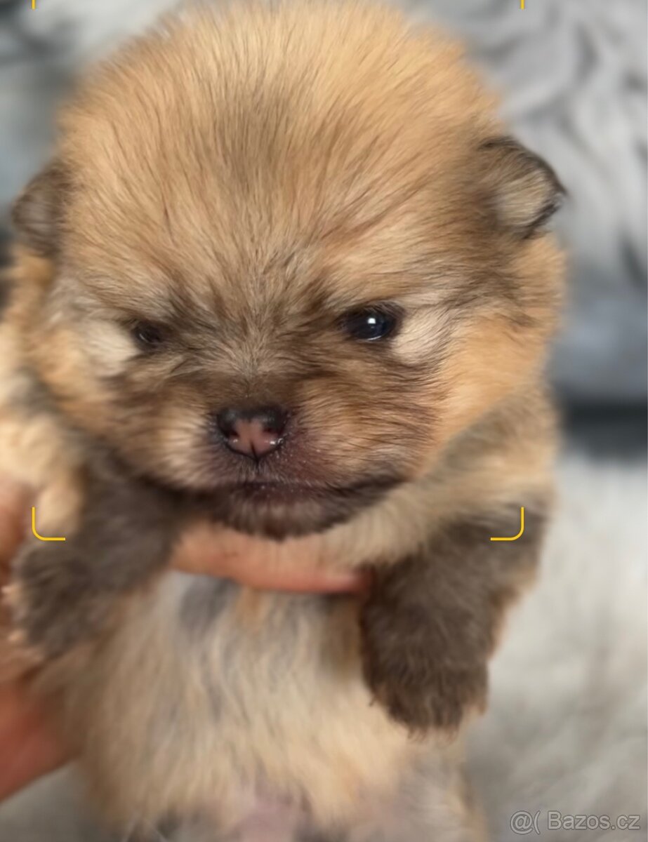 Štěňátka Pomeranian s PP (FCI)