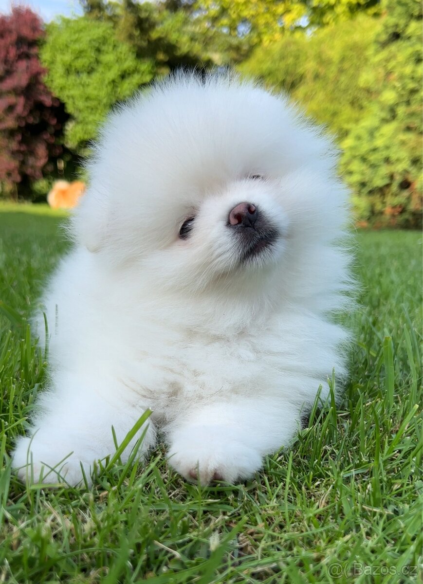 Štěňátko Pomeranian s PP (FCI)