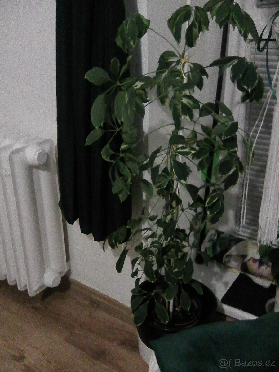Vzrostlá pěkná žíhaná rostlina šeflera, výška 83 cm