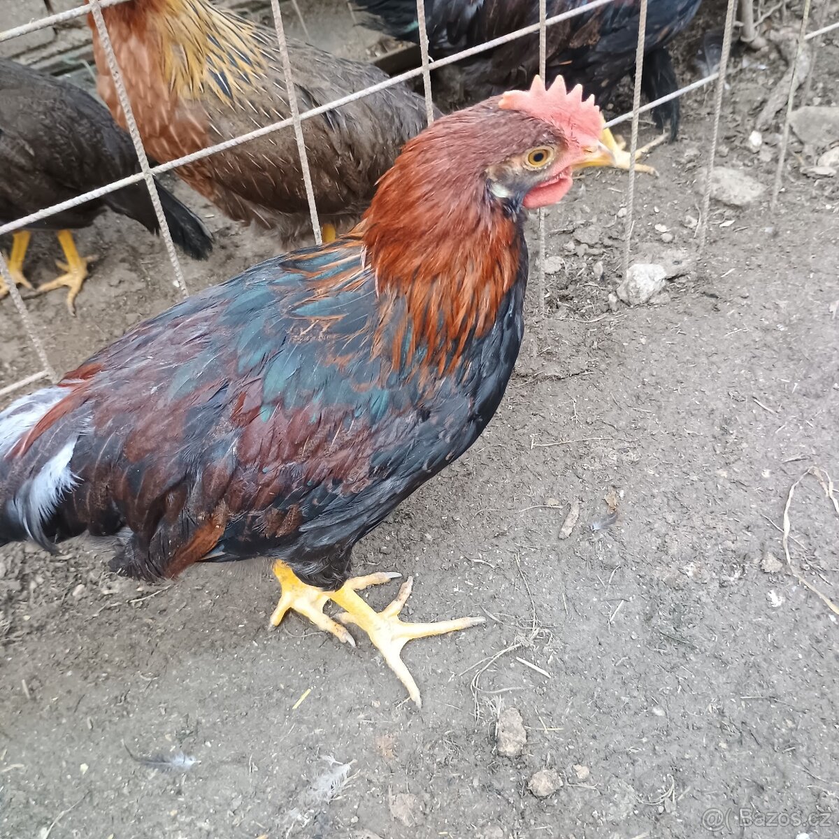 Vlaška koroptví