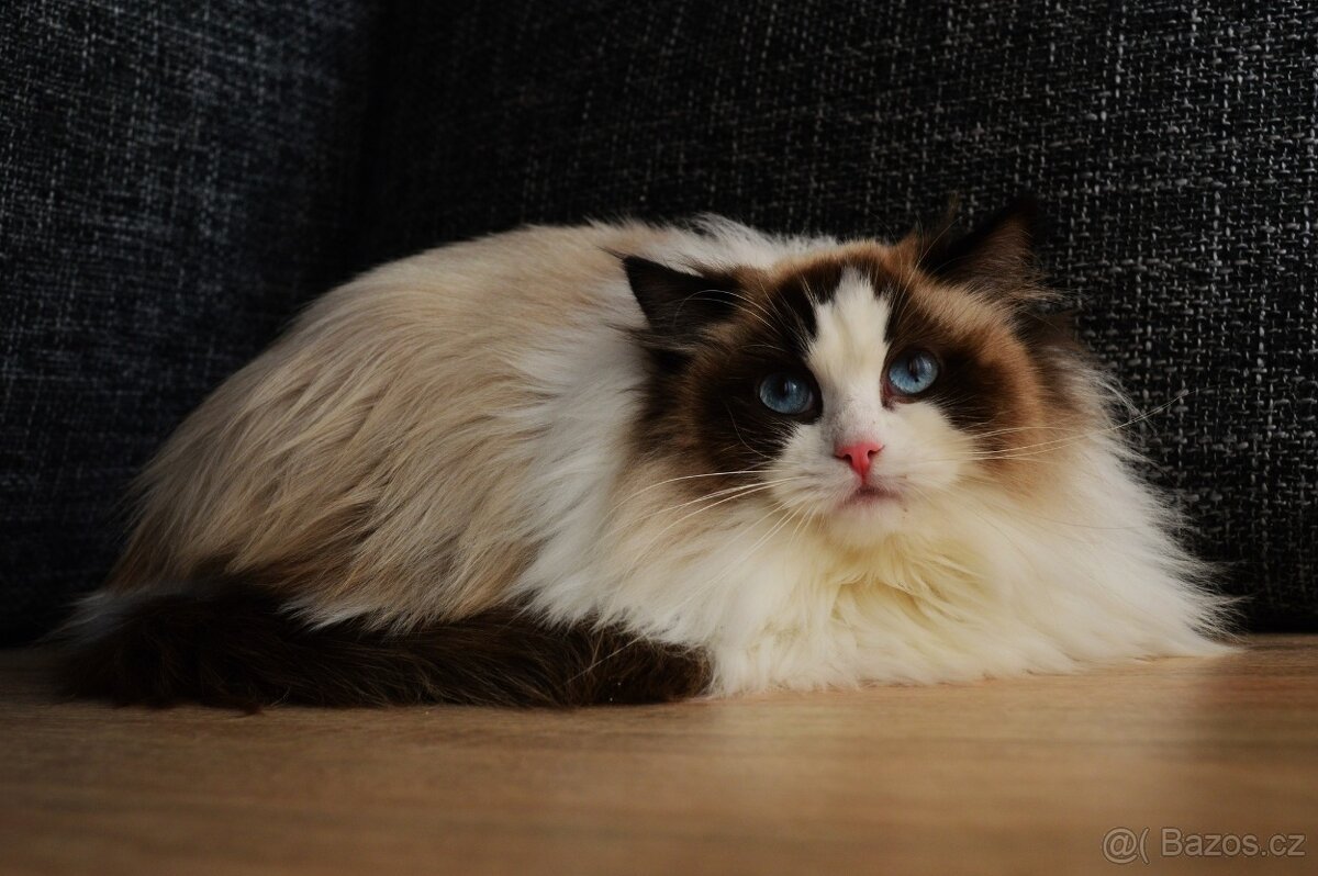 Dospělá kastrovaná kočička Ragdoll s Pp