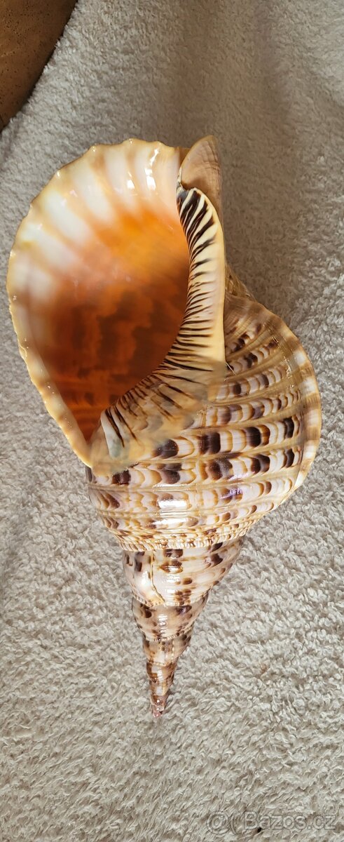 Musle charonia tritonis 38cm