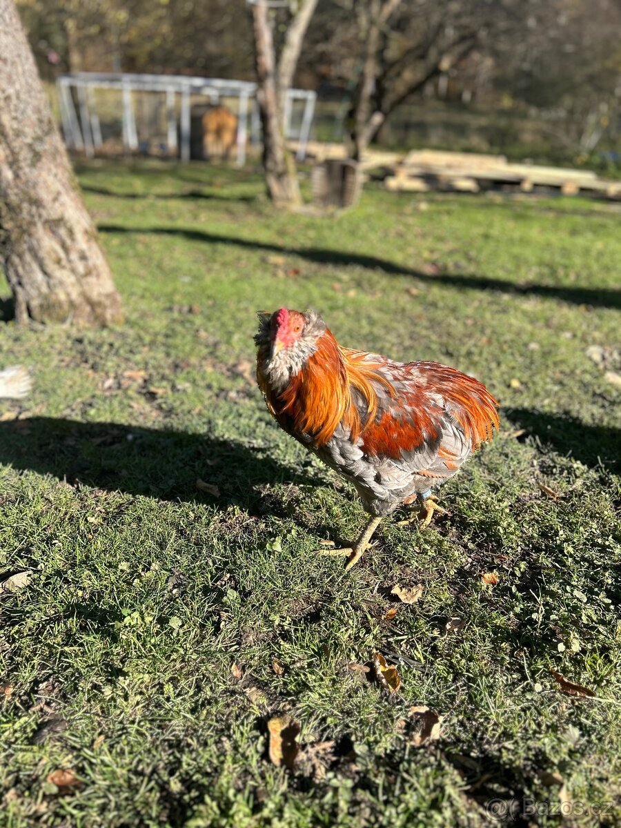 Araukana pšeničný modrý