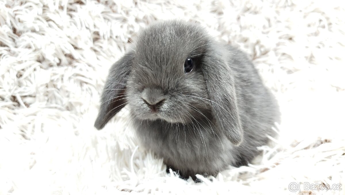 Zakrslý beránek, králíček, králík - KVIDO