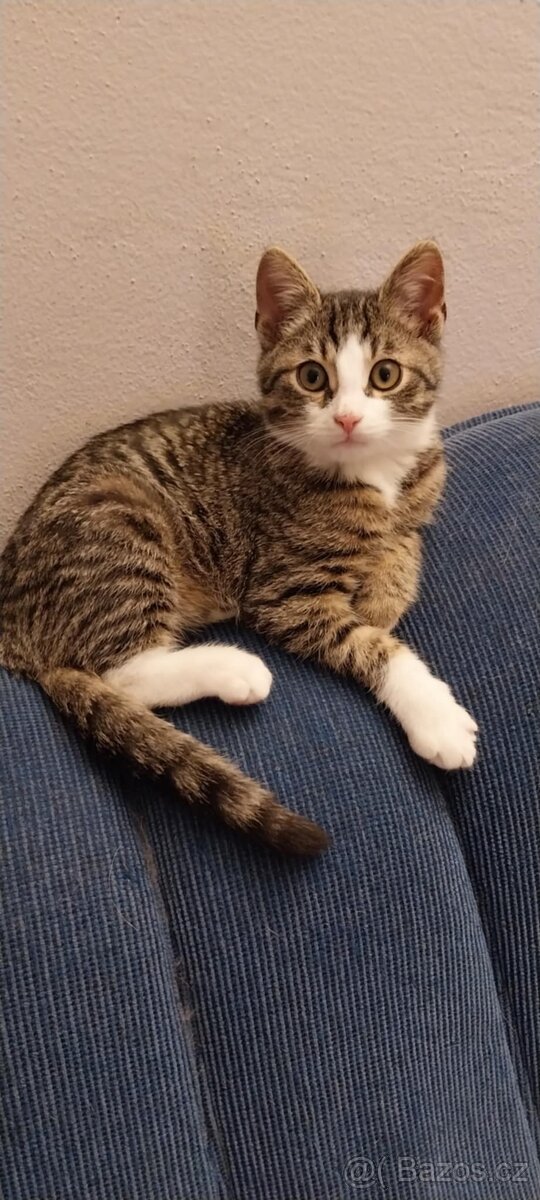 Hledá se domov pro nalezeného kocourka