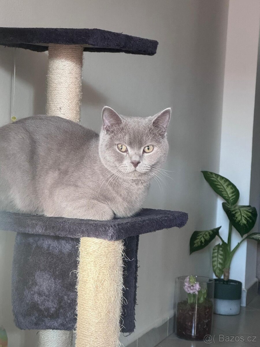 Britský kocour ke krytí