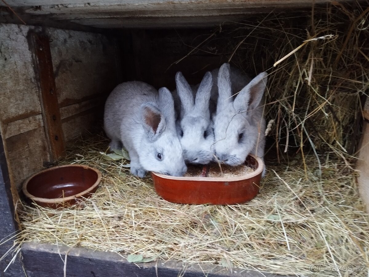 Králíci na chov i na maso