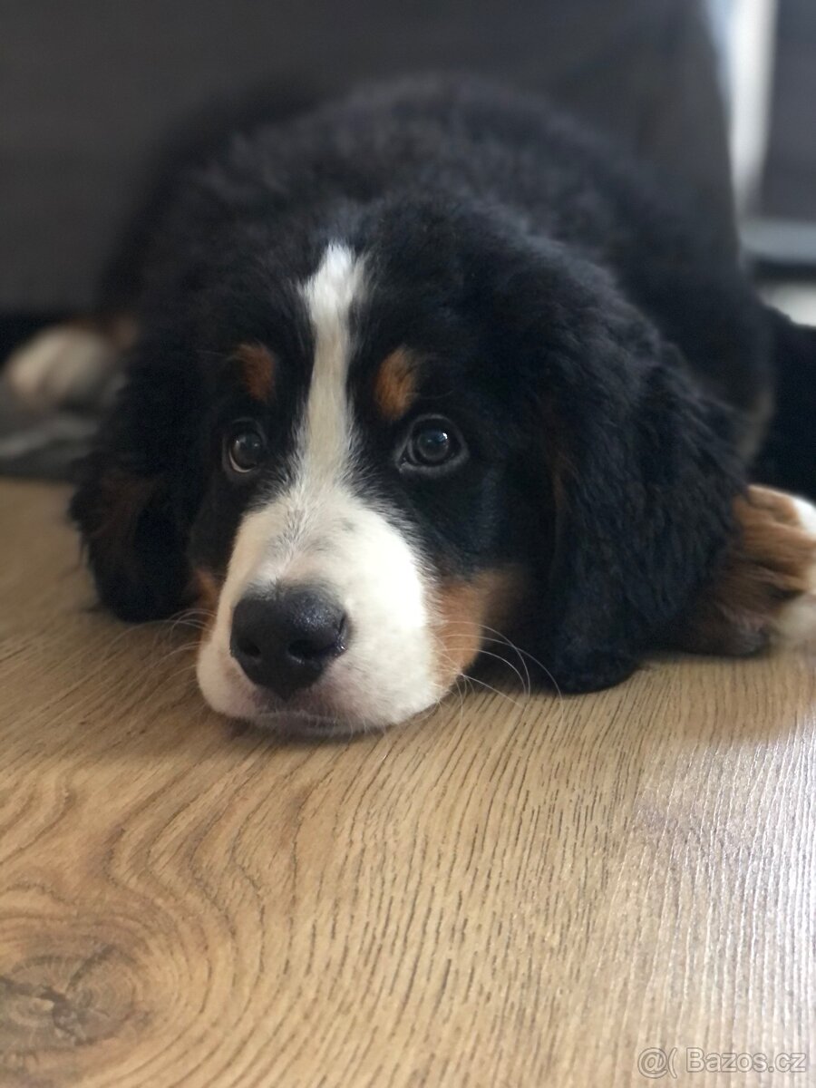 Bernský salašnický pes