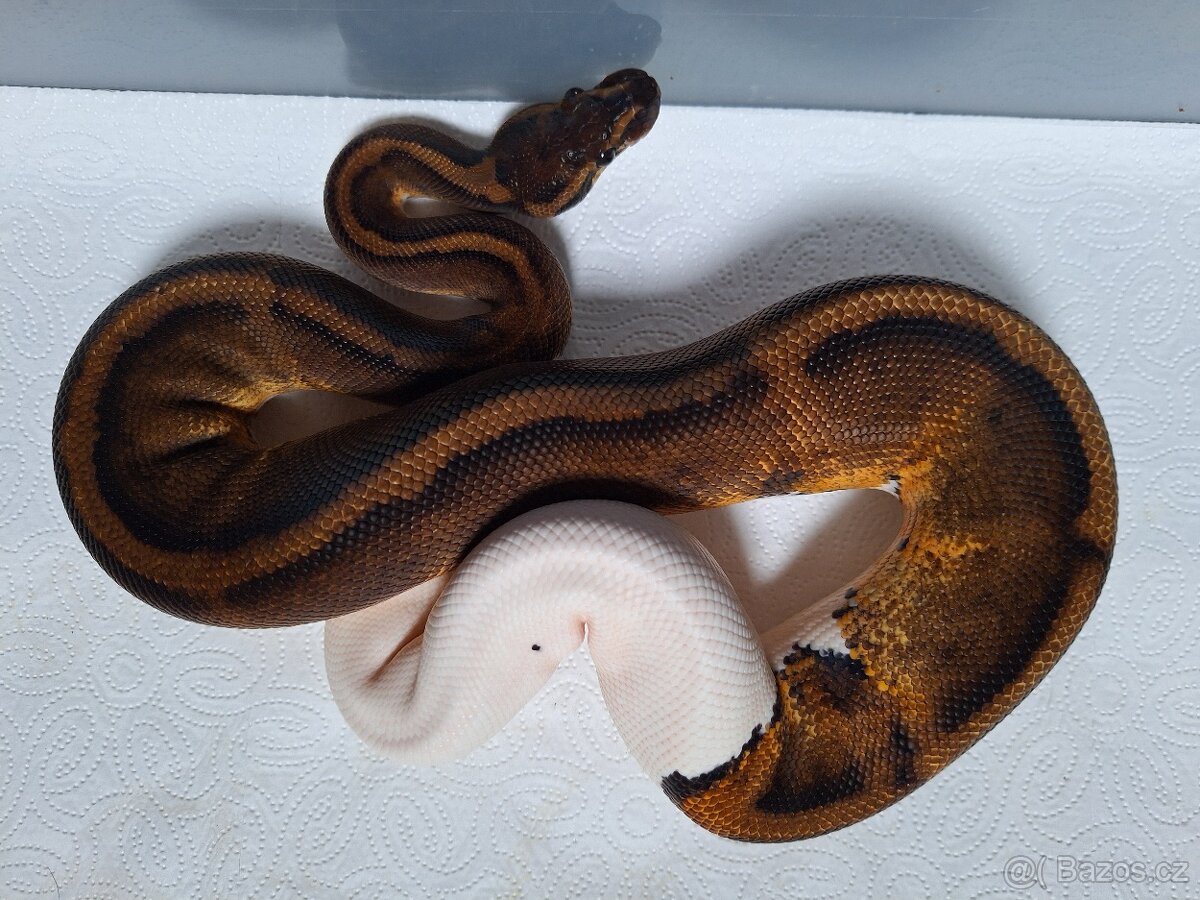 Krajta královská