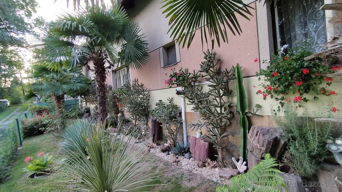 Mrazuvzdorné kaktusy