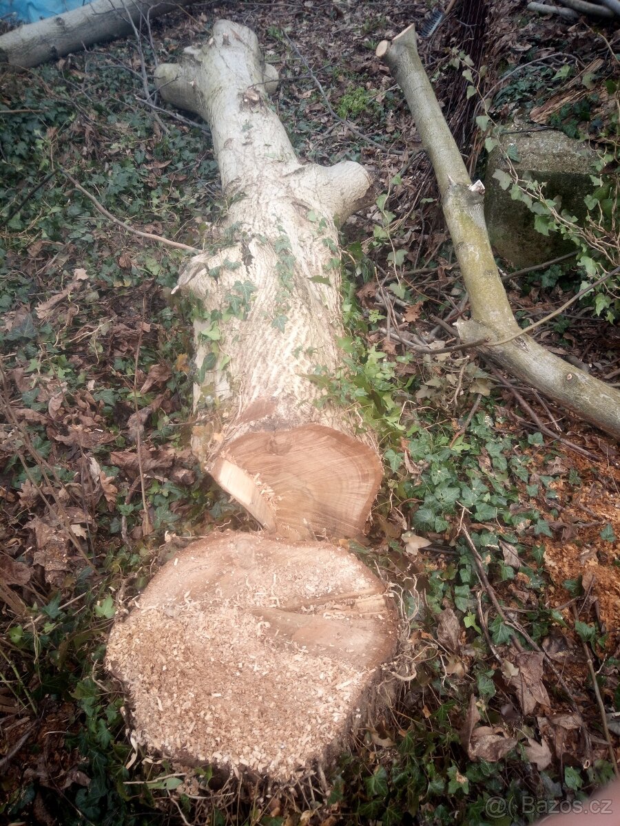 dřevo - kmen vlašského ořechu