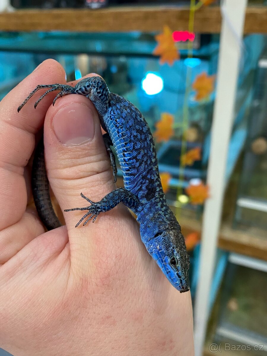 Podarcis Siculus Paulae
