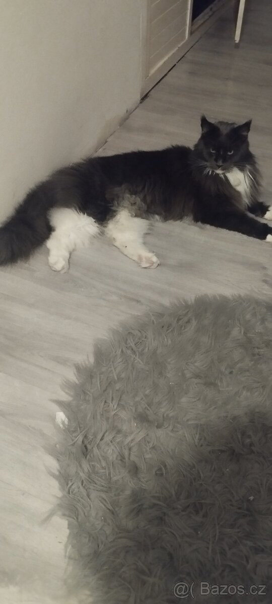 Mainská mývalí kočka 🐱