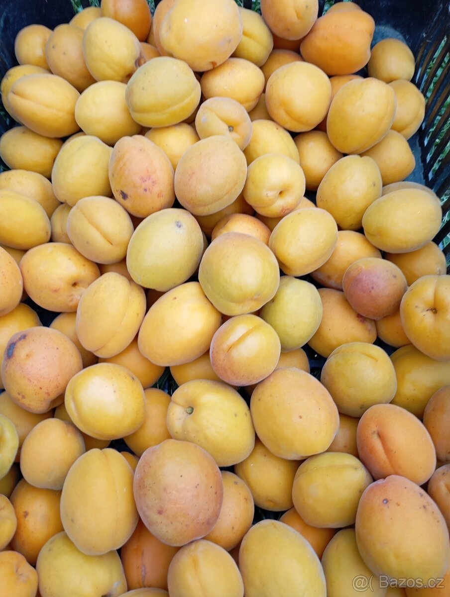 Meruňky