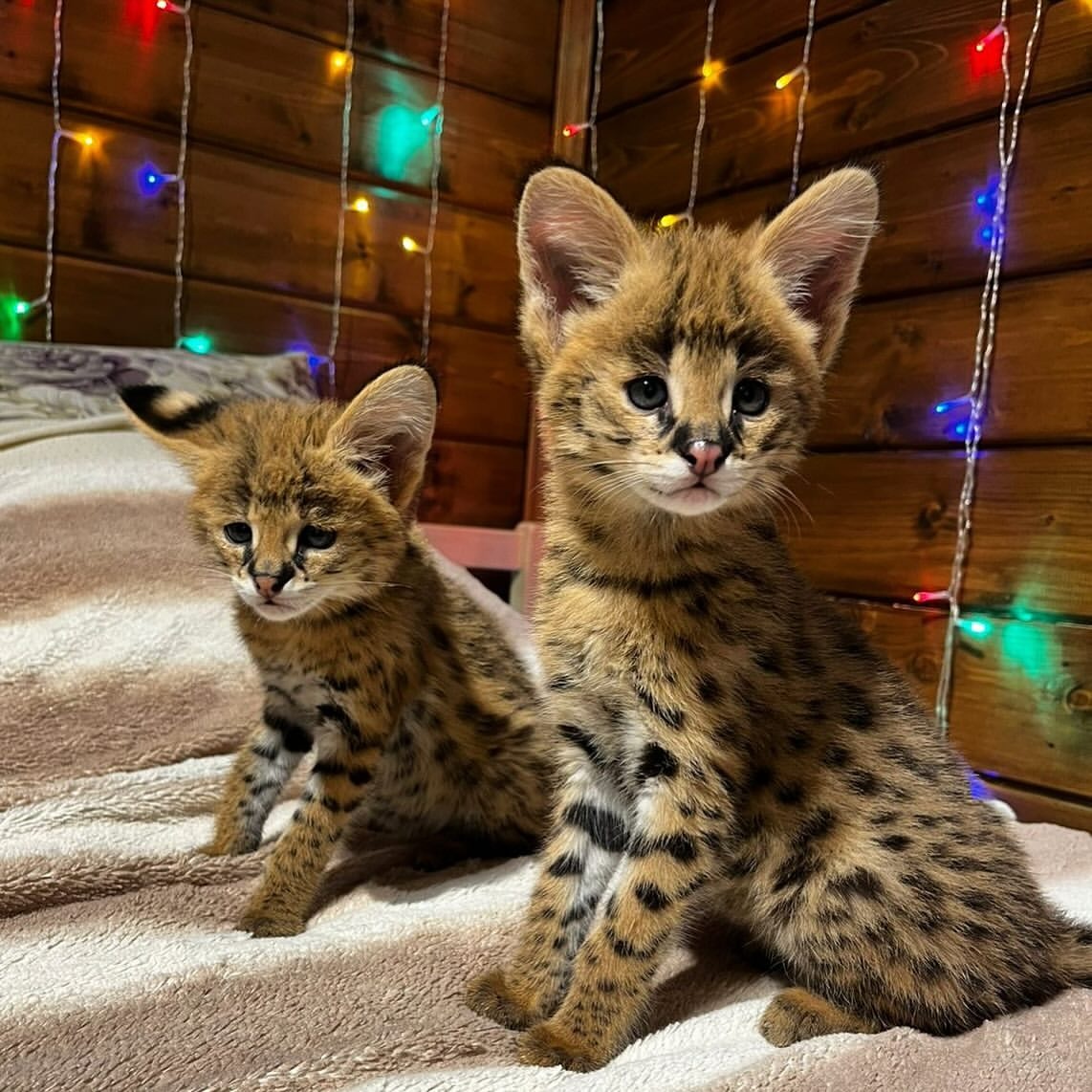 Koťátka plemene Savannah F1 a F2 k dispozici