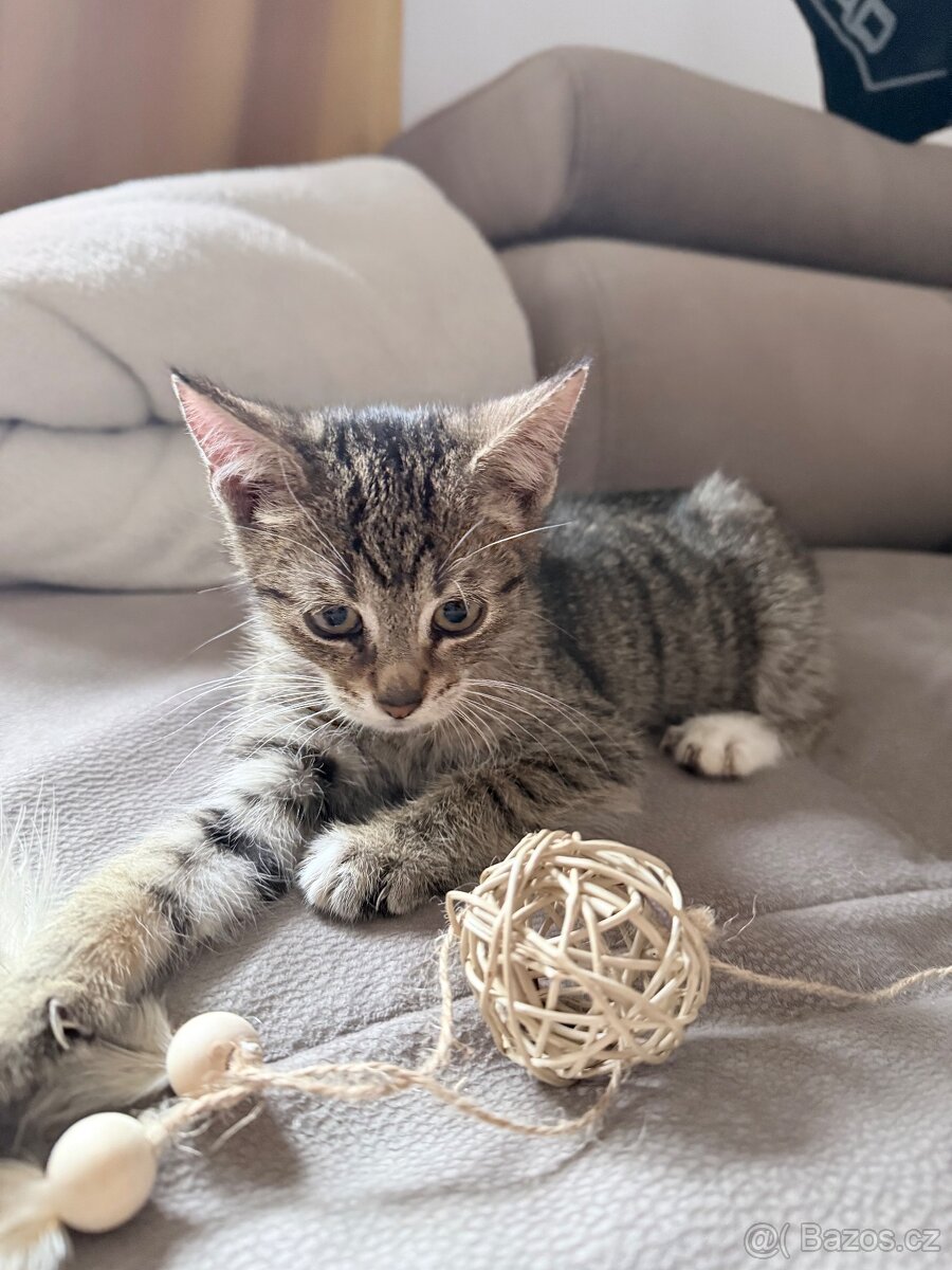 Nový domov pro koťátka