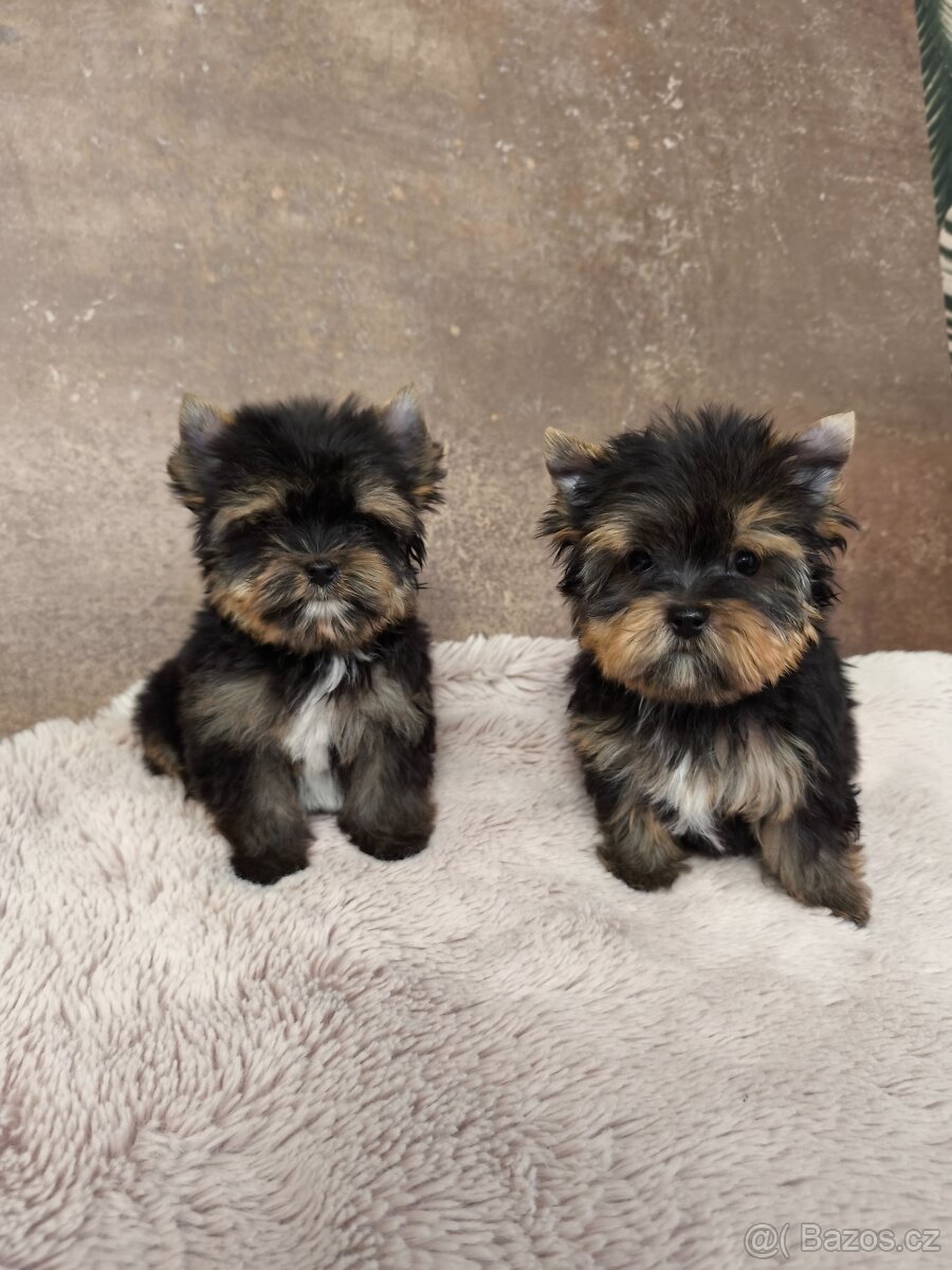Jorkširský teriér štěňátka s pp