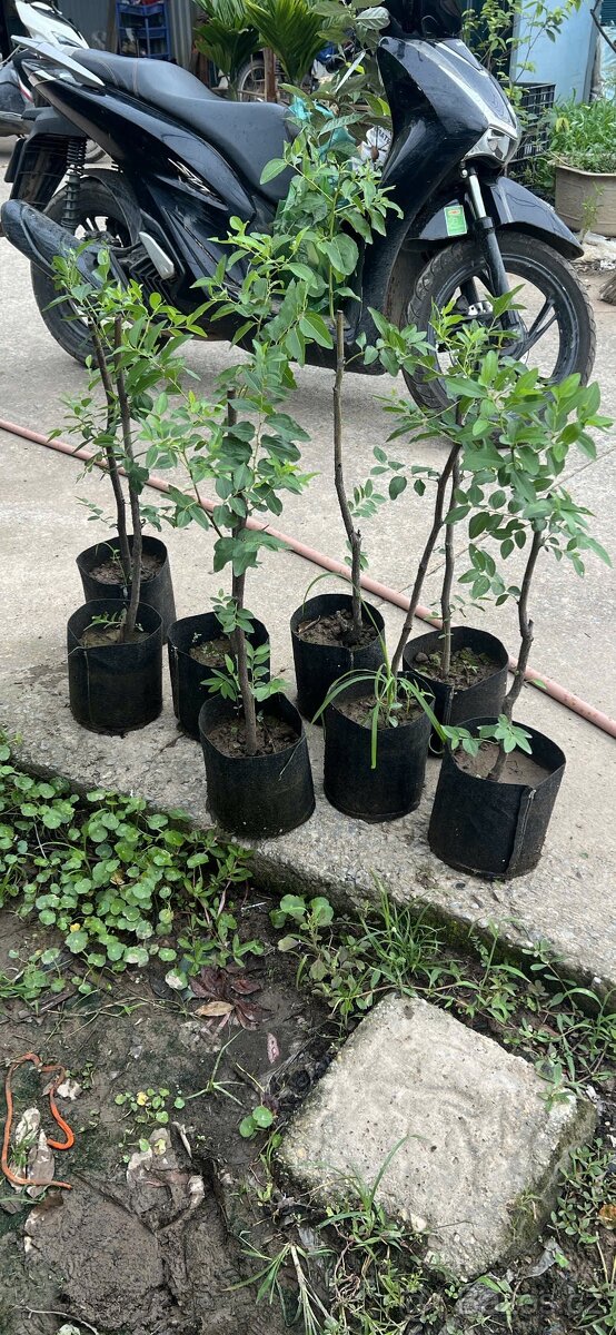 novy ziziphus ga 866