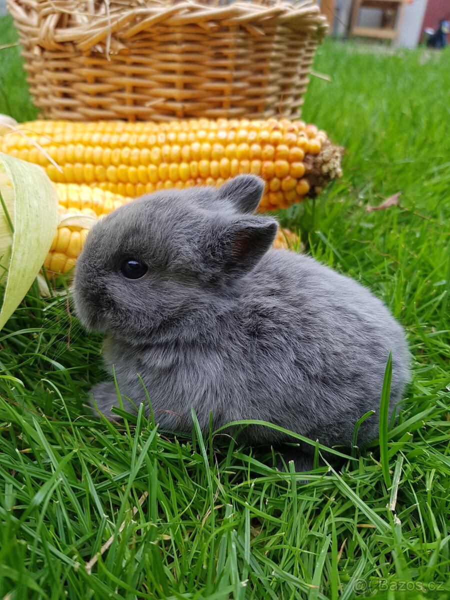 Miminko zakrslý modrý králík holka