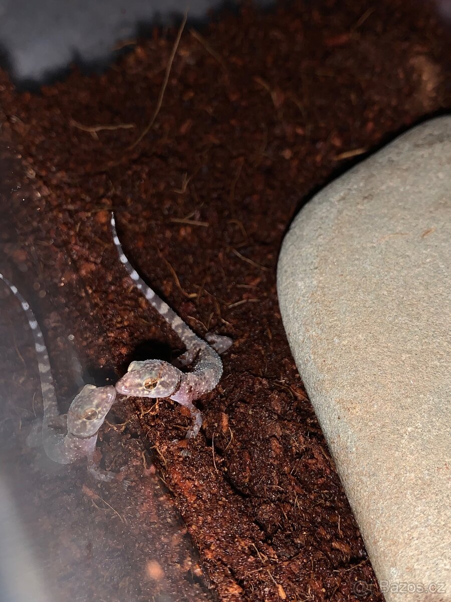 0.0.1 Gekon turecky (Hemidactylus turcicus)