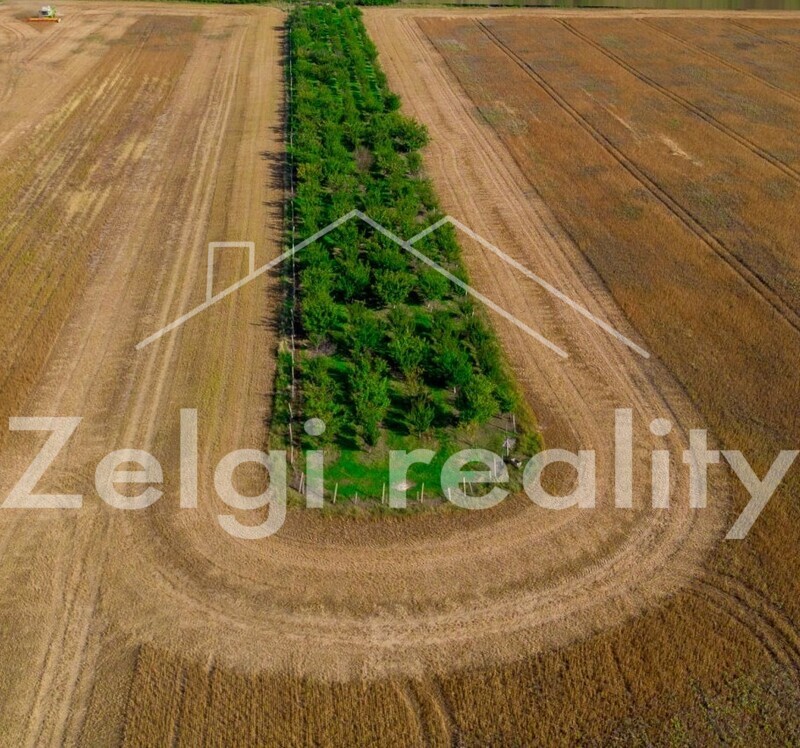 Prodej meruňkového sadu – 8 494 m², Zaječí