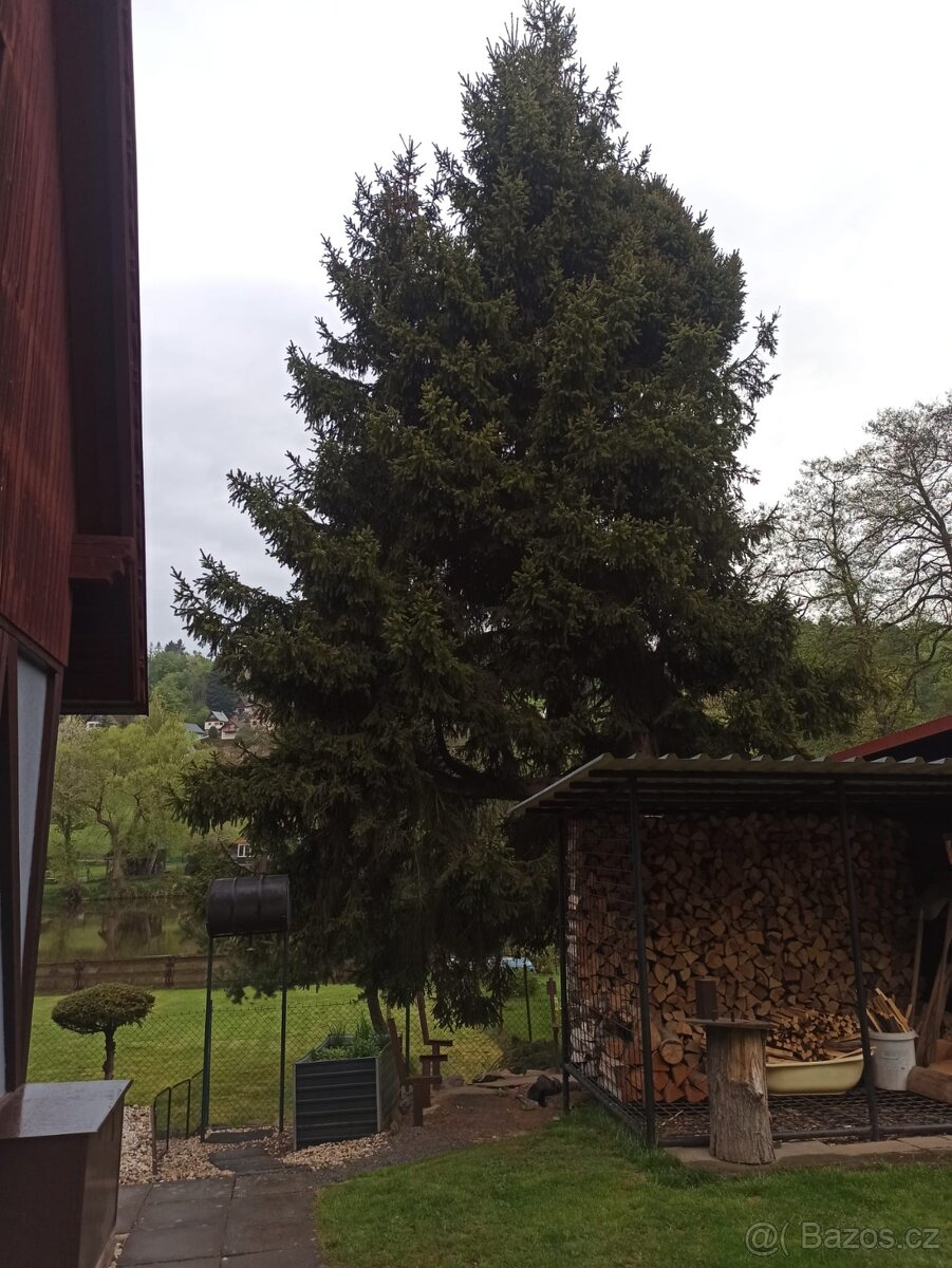 Větve/chvojí ze smrku