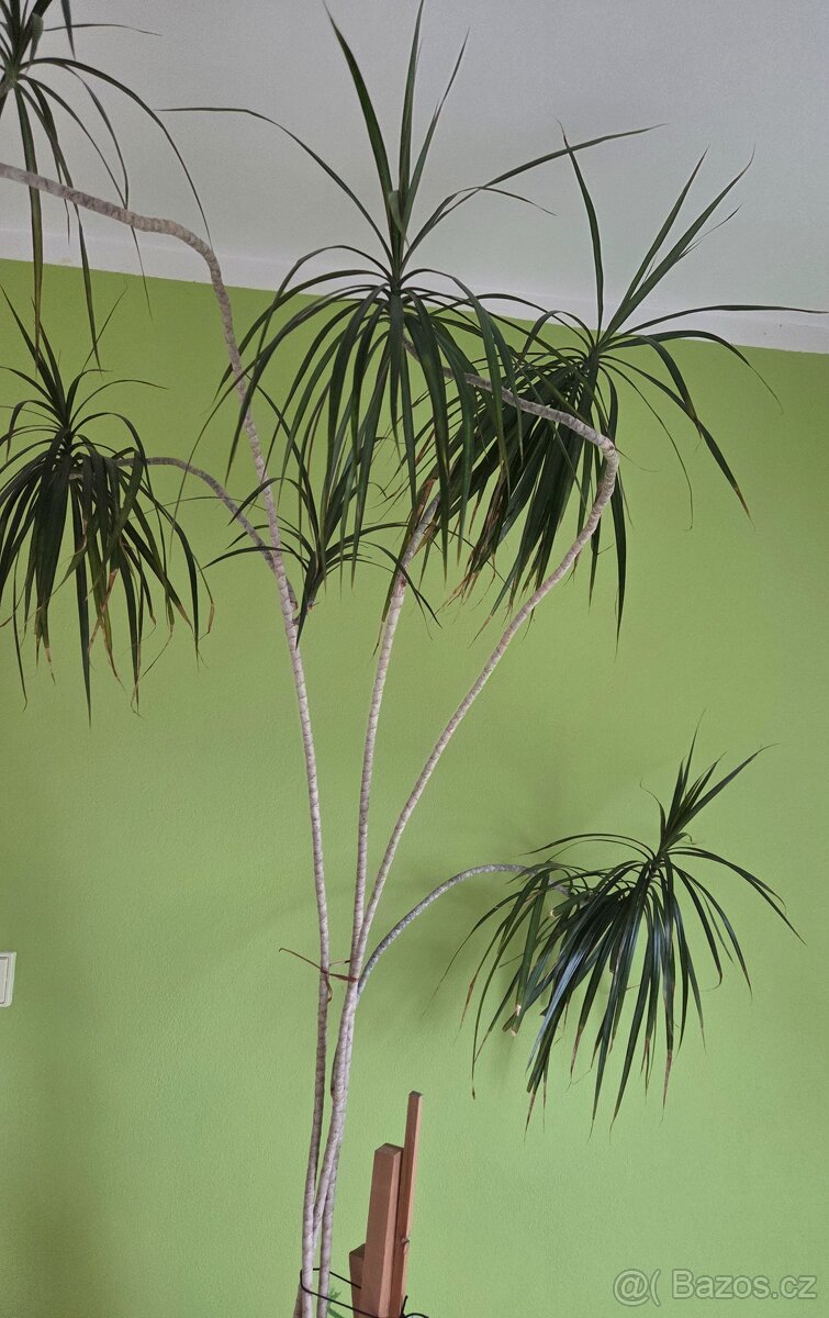 Vzrostlá Dracena - pokojové rostliny