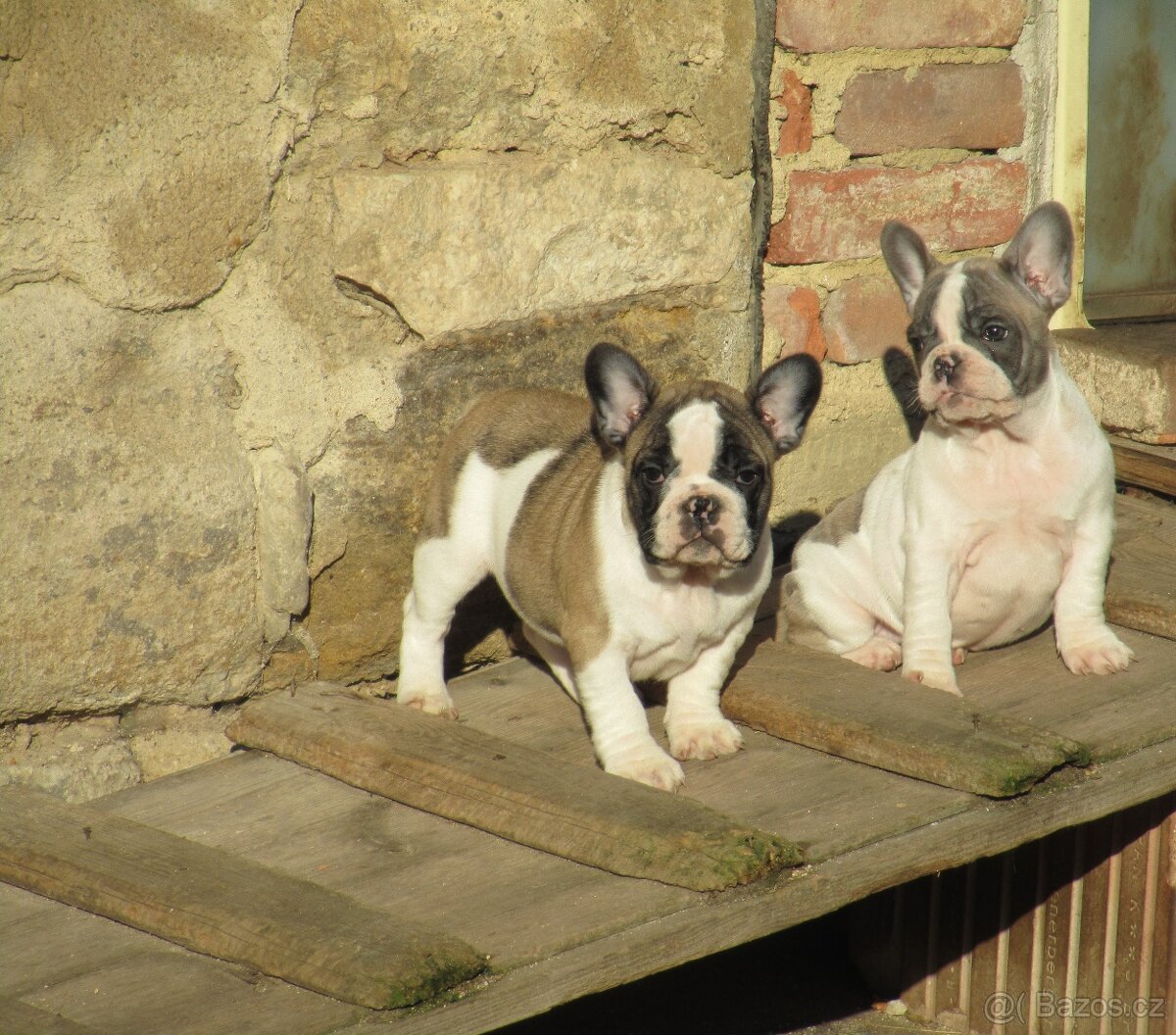 Francouzský buldoček bez PP