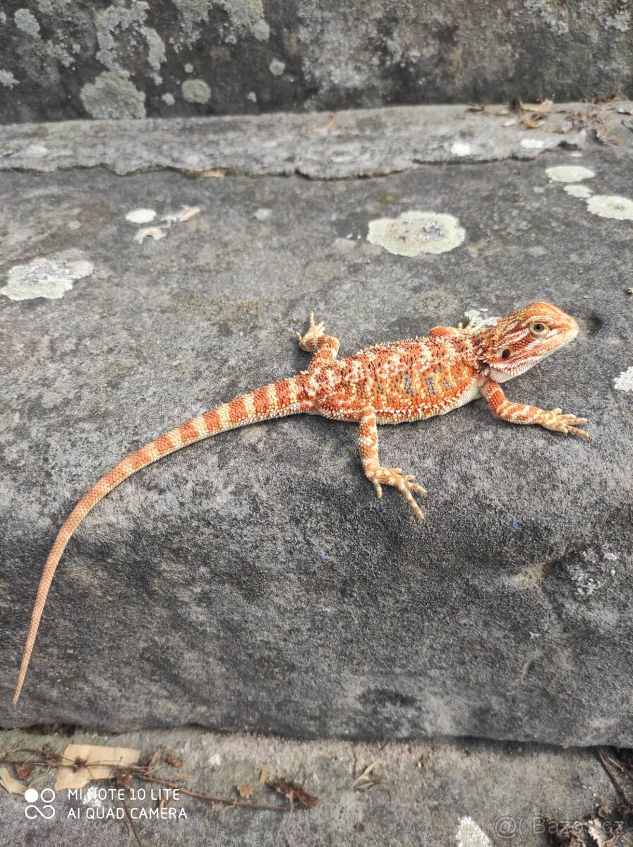 agama vousatá, terárium