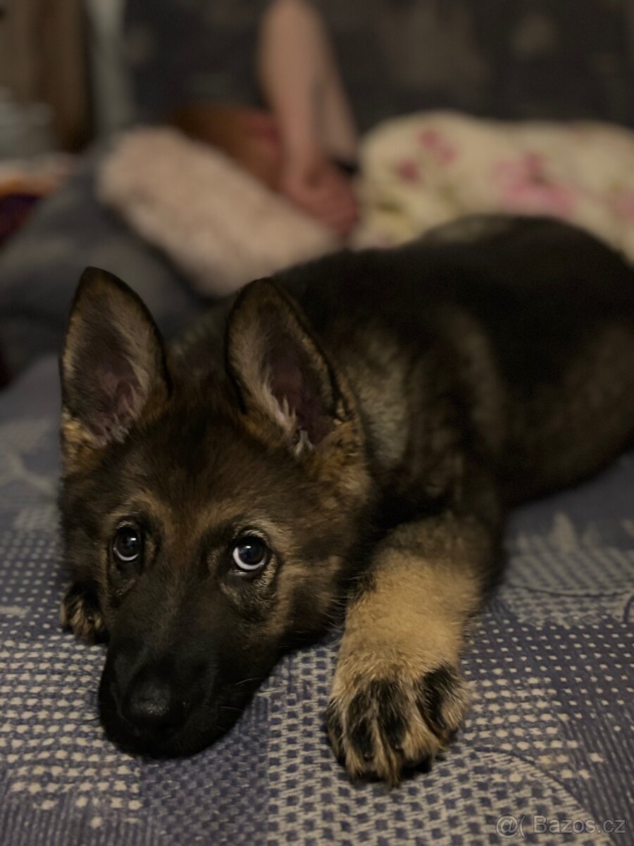 Prodej psa ( štěně )