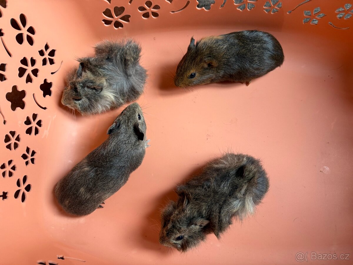 Morče Rozeta, hladkosrsté