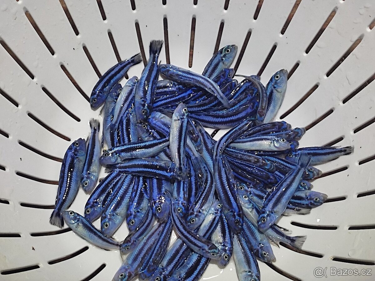 TLAMOVCI    TANGANIKA      MALAWI