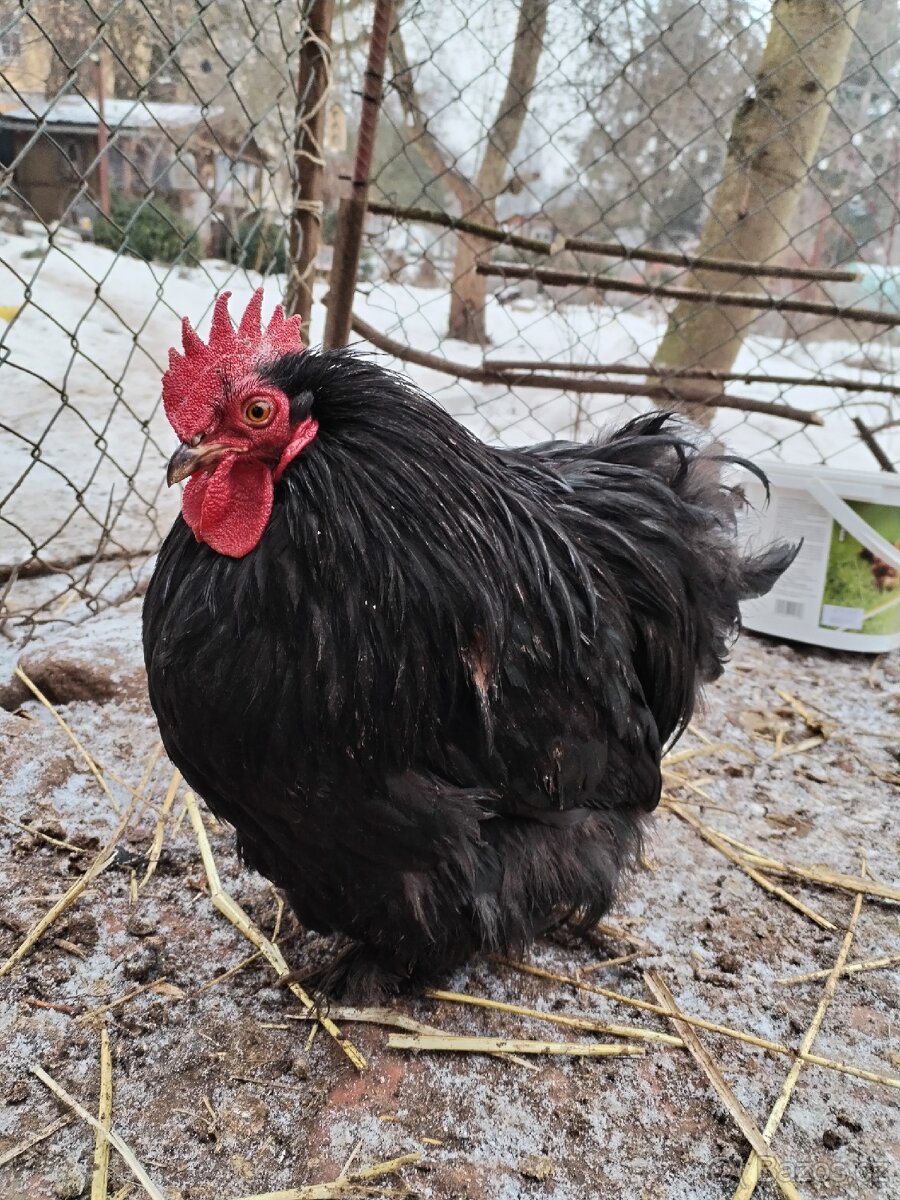 Kohouti zdrobnělé kočinky